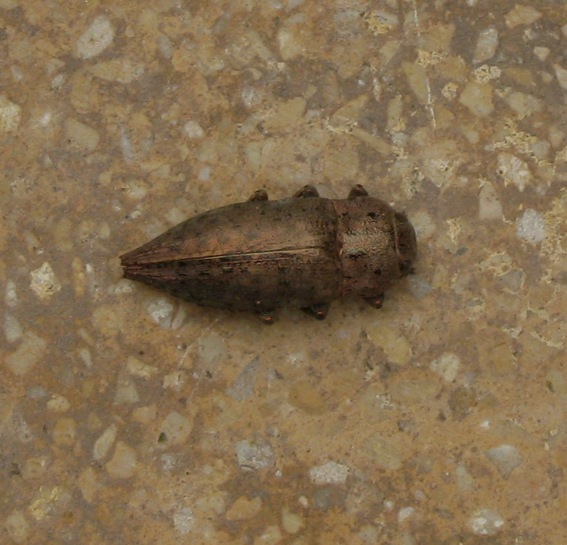 Dicerca cf.berolinensis